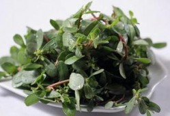 哈尔滨爆料野菜事件视频,真相与反思
