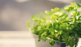 植物爆料阳光藤蔓视频,揭秘植物与阳光的奇妙互动