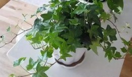 植物爆料阳光藤蔓视频,揭秘植物与阳光的奇妙互动