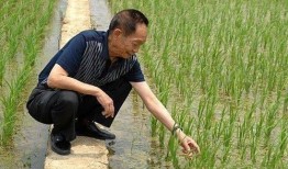 网友爆料袁隆平画像视频,袁隆平院士肖像视频引发网友热议
