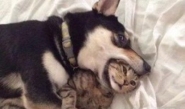 狗子黑料爆料图片高清视频