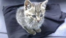 爆料猫咪收养视频,温馨爆笑视频走红网络