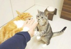 爆料猫咪收养视频,温馨爆笑视频走红网络