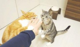 爆料猫咪收养视频,温馨爆笑视频走红网络