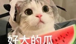 网红吃瓜群怎么进去,如何轻松加入神秘社交圈