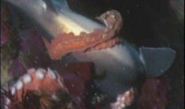 美国八爪鱼爆料视频大全,揭秘真相与幕后黑幕