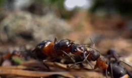 在线观看 蚁群,揭秘自然界中的智能群体行为