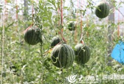安国网红吃瓜事件视频,一场网络狂欢背后的真相揭秘