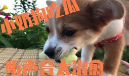 娱乐吃瓜菌小狗视频,娱乐菌带你领略萌宠欢乐时光