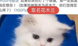 爆料猫咪收养视频,温馨爆笑视频走红网络