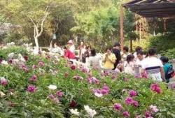 洛阳植物园爆料视频最新,探秘植物王国，邂逅自然奇观