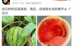 星娱乐吃瓜,吃瓜群众背后的真相大起底