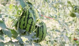 网红吃瓜在哪找,探寻热门话题的聚集地