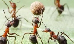 在线观看 蚁群,揭秘自然界中的智能群体行为